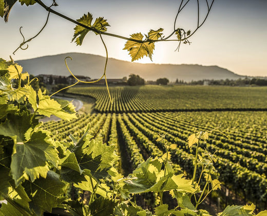 O que é Terroir e Como Ele Afeta o Sabor dos Vinhos